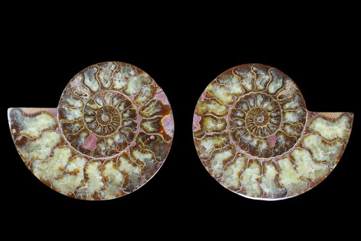 Agate Replaced Ammonite Fossil - Madagascar #169445